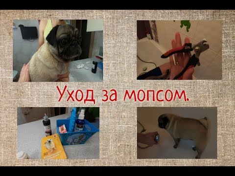 Уход за мопсом. Как чистить складку, уши, глаза, стричь когти мопсу. Средства по уходу за мопсом.