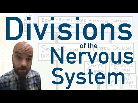 Divisions of the Nervous System - How we divide up the system to better understand it!