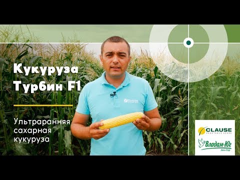 Ультраранняя Сахарная Кукуруза Турбин F1 от Clause | менеджер компании Владам-Юг Сергей Футей