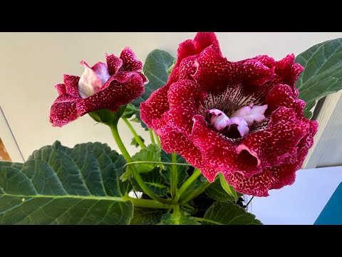 Выращивание Глоксинии за 13 лет, мои наработки