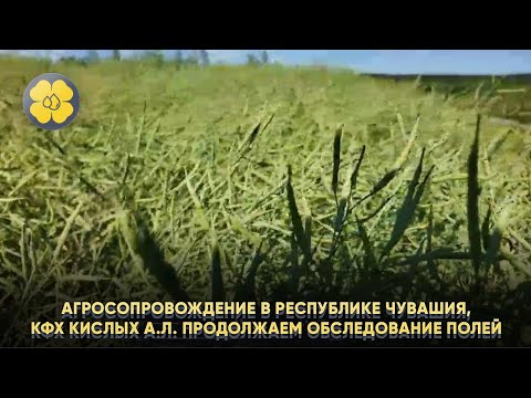 Агросопровождение в Республике Чувашия, КФХ Кислых А.Л. Продолжаем обследование полей.