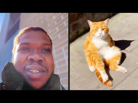 Cat Is Tired of Pretending