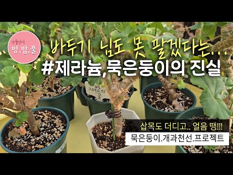 제라늄,묵은둥이 삽목 #목질화삽목 #멍밥풀