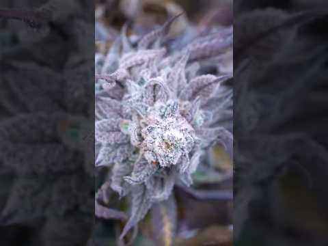 This Nana Glue Run Was Different…