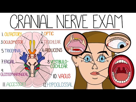 The Cranial Nerve Examination (Includes Name & Function Mnemonics)