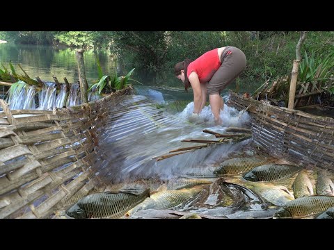 Encounter a huge school of fish - Restructure the trap fish into a smart trap that cannot be exited