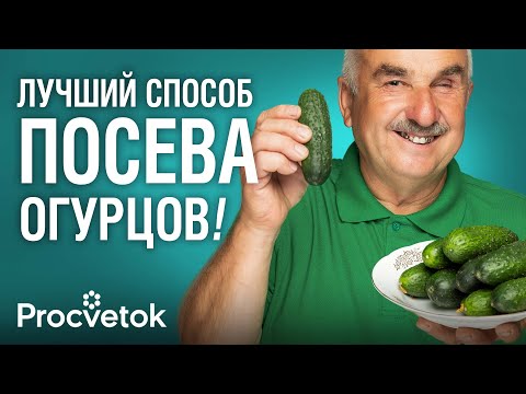 СОБИРАЮ 500 КГ ОГУРЦОВ ЗА СЕЗОН ПРИ ТАКОМ СПОСОБЕ ПОСЕВА! Агроном рассказал, что любят огурцы
