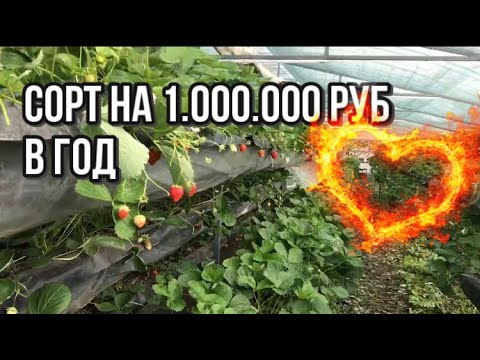 Мурано в малообъемке | агросопровождение | спасение от нематоды