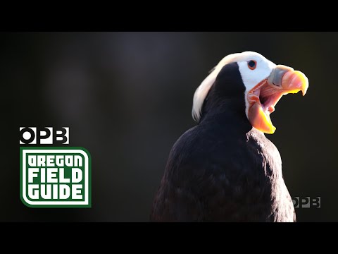The puffins of Haystack Rock | Oregon Field Guide