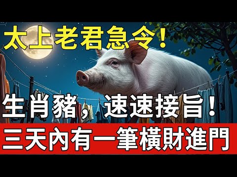 太上老君急令！生肖豬，速速接旨！三天內必有一筆橫財進家門，不接就沒了！|福運生肖 #生肖 #運勢 #風水 #財運 #命理