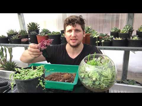 Кокосовый субстрат для суккулентов - опыт Мастера Георгия