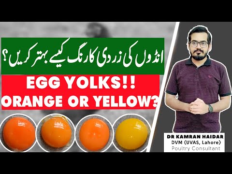 Why Are Egg Yolks Different Colors? | How to Improve Egg Yolk Color? | Which is Healthier?