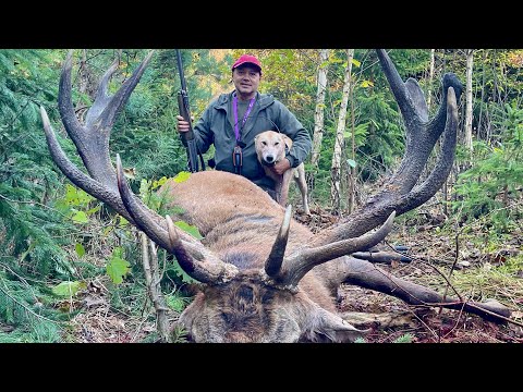 Охота с лайкой на оленя и лося ! Охота состоялась на все 100 !!!