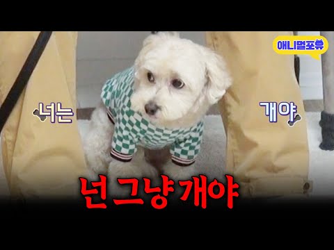 오냐오냐 키웠더니 자기가 사람인 줄 아는 개, 제대로 교육하는 강형욱 I KBS 개는 훌륭하다 230327 방송