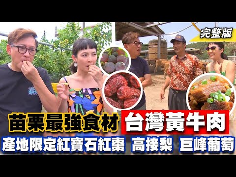 《詹姆士出走料理》尋找苗栗最強食材 產量第一苑裡黃牛養殖場、公館紅棗、三灣高接梨王與卓蘭巨峰葡萄-第228集-2023/10/1