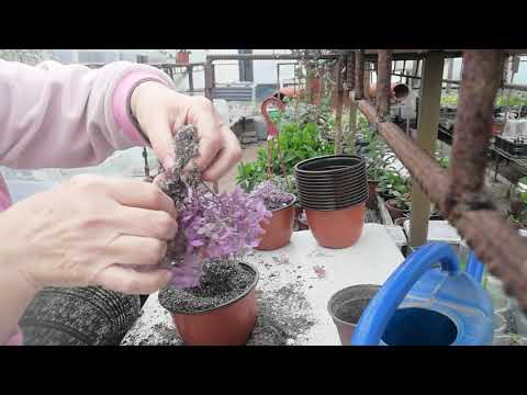 Рассаживаем коллизию розовую  и дихондру серебристую.