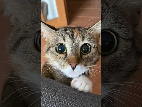 funniest cat and dog videos #cats #funnyvideo #meme #funnyanimals #funnycats #funnydogs #shorts #dog