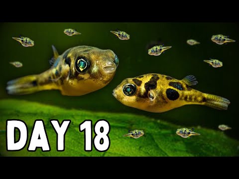 The Life Cycle of a Pea Pufferfish