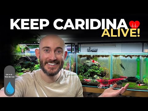 Stop Losing Caridina Shrimp: 7 Care Mistakes & Exact Parameters (Keep Them Alive!)