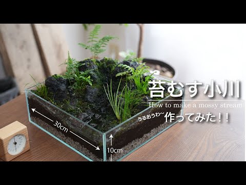 Creating a Mossy Stream: An Open-Style Aquatic Terrarium