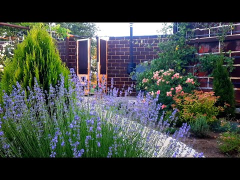 МІЙ МАЛЕНЬКИЙ ТРОЯНДОВИЙ РАЙ. СТВОРЮЮ САД СВОЄЇ МРІЇ.