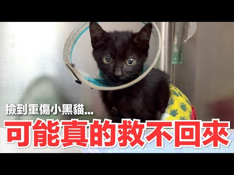 【好味小姐】可能真的救不回來，撿到重傷小黑貓...｜好味貓日常245