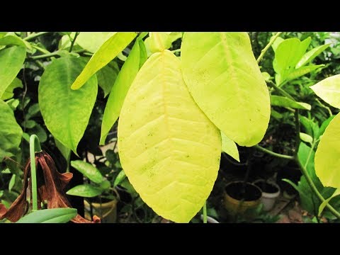 Почему желтеет и облетает комнатный лимон