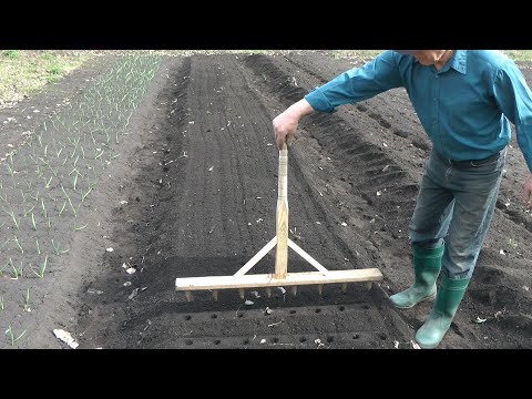 Device for planting onions - improvement.