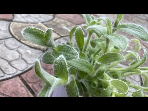 СИЛЛАМОНТАНА ТРАДЕСКАНЦИЯ. ПРИНЯЛА РЕШЕНИЕ СДЕЛАТЬ ЭТО!