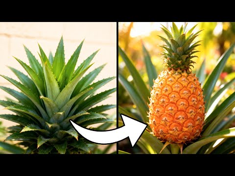 Grow Tons of Pineapples, Not Leaves — Do This to Instantly 5x Yield!