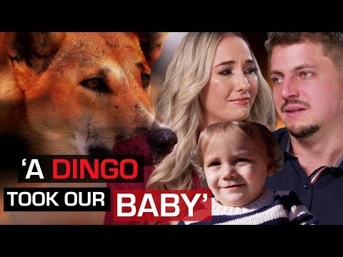 Wild dingo steals baby while parents sleep | 60 Minutes Australia