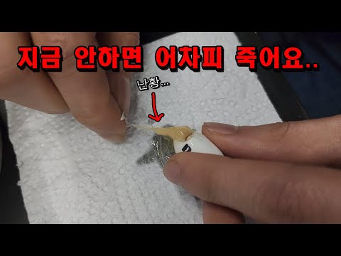 긴급 호출에 달려가보니 알을 째고 있네요..뜨헉ㅠㅠㅠ그 와중에 기증들어옴