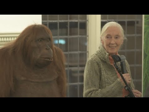 Dr Jane Goodall Meets Spy Orangutan