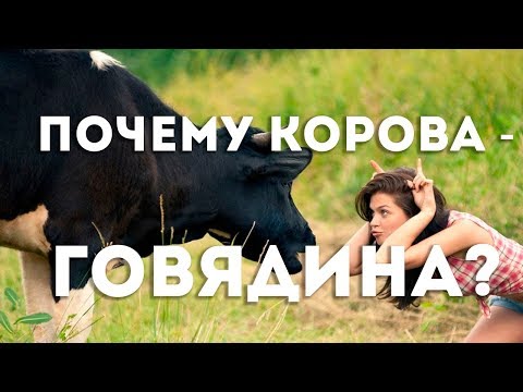 Почему мясо коровы называется говядина? В.Сундаков