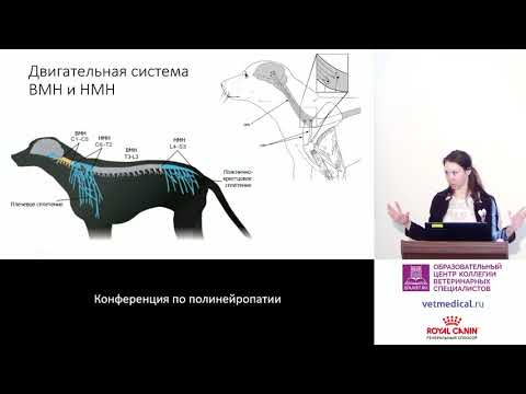 Бочарова К. П. - Как отличить поражение ПНС и мышц.