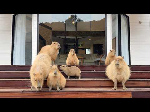 Baby Capybaras!? Staying at Japan’s Capybara Resort Hotel! | Izu Animal Villa