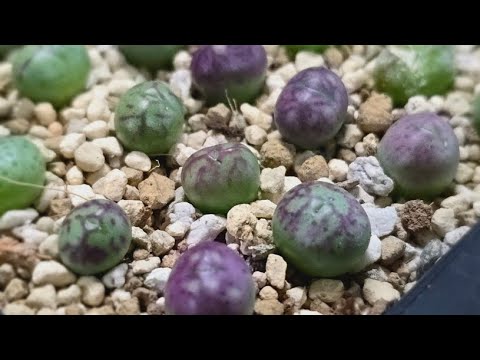 12월 20일  #다육식물 #코노피튬 #빌로붐 #구근식물 #아프리카식물 진주 2부