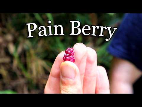 I Tasted A Berry from The World's Most Painful Plant - GYMPIE GYMPIE