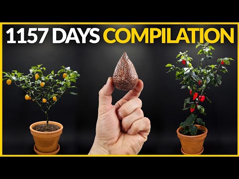 1157 Days in 8 Minutes - Plant Time-lapse COMPILATION