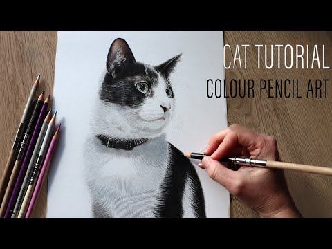 How to Draw Black & White Cat Fur | Colour Pencil Tutorial ft. Kevin