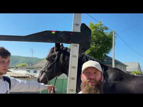 Выпуск 7.2 | Подбор жеребцов | Нашли и купили | Александр Обжерин