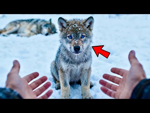 ВОЛЧАТА УМИРАЛИ НА ЕГО РУКАХ… ТО, ЧТО СДЕЛАЛ СТАРИК, НЕ ПОДДАЁТСЯ ОБЪЯСНЕНИЮ!
