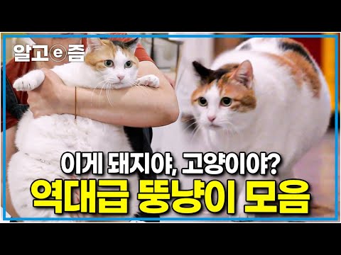 [고부해 모아보기] 귀여운 얼굴에 그렇지 못한 몸매🙀 포동포동한 뱃살로 냐옹신과 미야옹철을 깜짝 놀라게 만든 역대급 뚱냥이들│고양이를 부탁해│알고e즘
