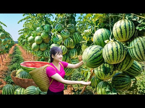 Harvest Rare Mutant Climbing Watermelon to Sell - Unique Traditional Cook Watermelon Jelly Recipe