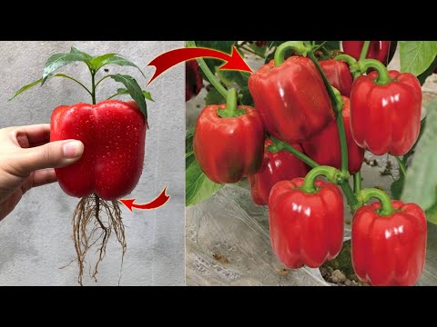 I didn't waste my money because I can propagate any plant at home this way | Relax Garden