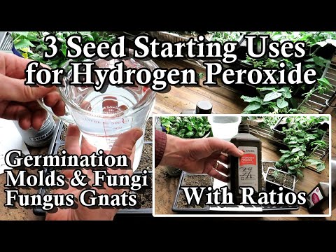 3 Uses of Hydrogen Peroxide for Starting Seeds Indoors: Fungus Gnats, Molds, Fungi, & Germination
