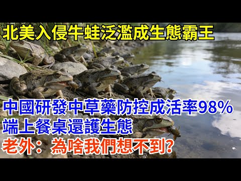 北美入侵牛蛙泛濫成生態霸王,中國研發中草藥防控,成活率98%,端上餐桌還護生態,老外:為啥我們想不到?#科普 #熱門 #中國高鐵 #國際觀點 #大國工程