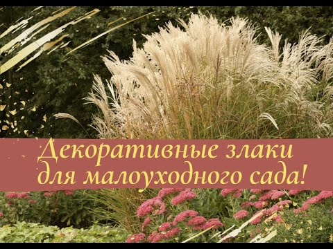 Декоративные злаки  для малоуходного сада.
