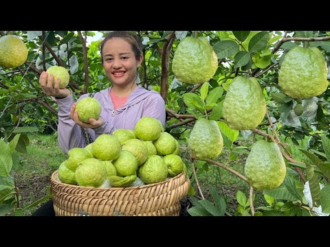 Harvest peanuts and peach orchards to go to the market to sell