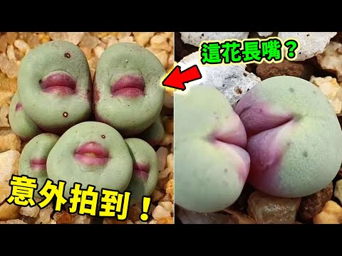 全世界最神奇的10種植物！能活5000年的猴麵包樹只排第6，第一名不老不死，被連根拔起幾十年後竟然還能復活！